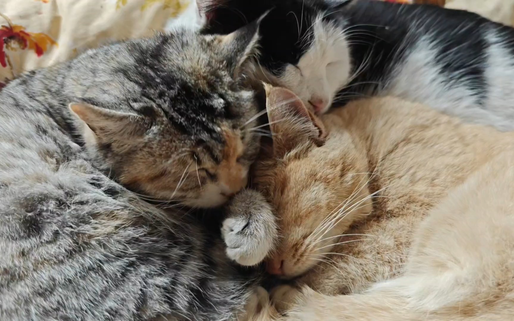 三只猫咪的温馨时光!睡觉也要头碰头