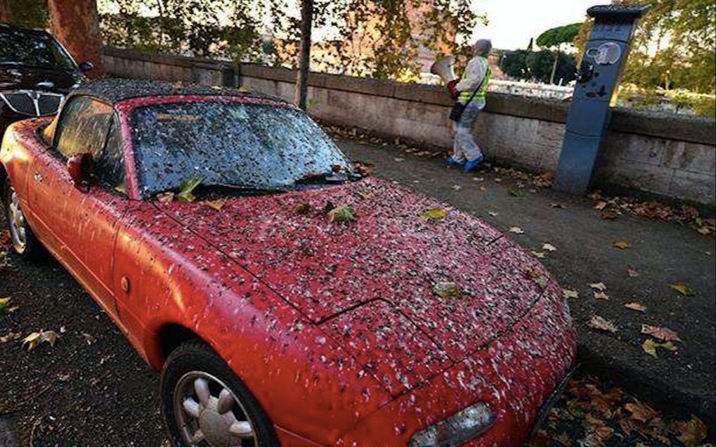 北京公主坟,为何夜晚时乌鸦成群,遍地鸟粪?专家给到这样的解释