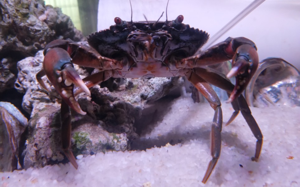 榄绿青蟹脱壳_哔哩哔哩 (゜-゜)つロ 干杯~-bilibili