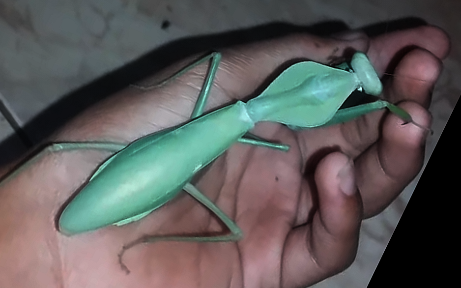 youtube克氏菱背螳rhomboderakirbyi展示视频