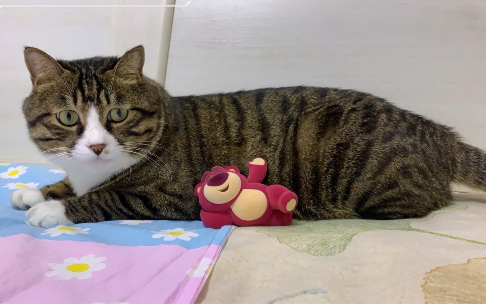 留存一些茶茶的可爱瞬间