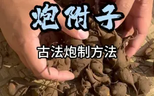 Video herunterladen: 古法柳木灰炮附子赌你不知道！