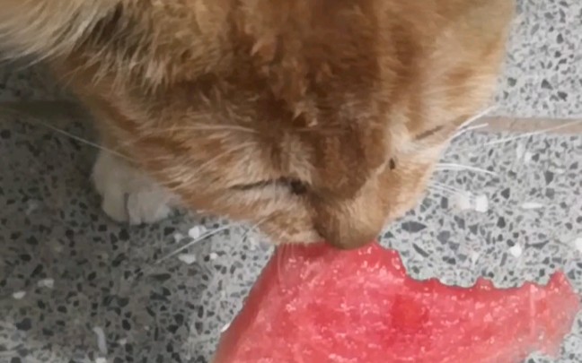 爱吃西瓜的猫叫什么猫?