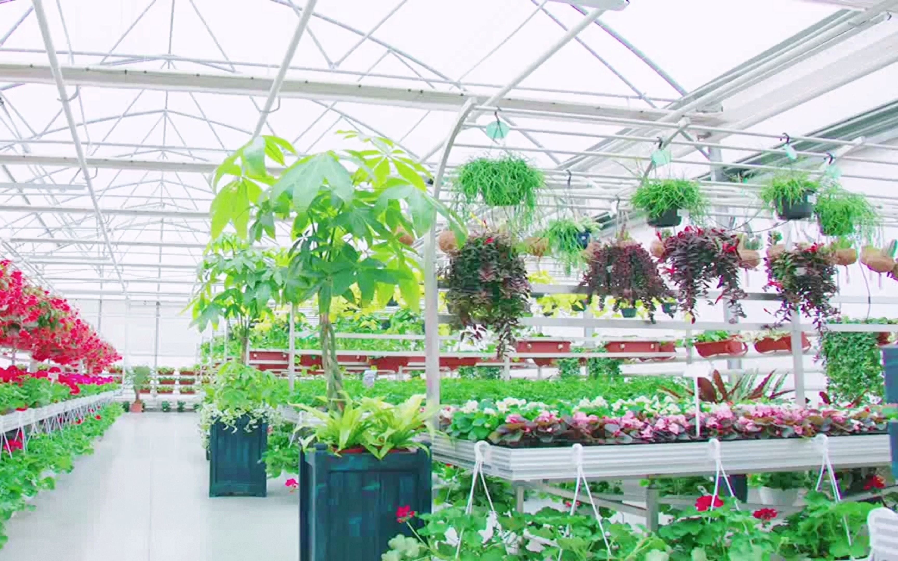 连栋温室花卉大棚 花卉育苗连栋大棚 观光温室 厂家设计建设安装