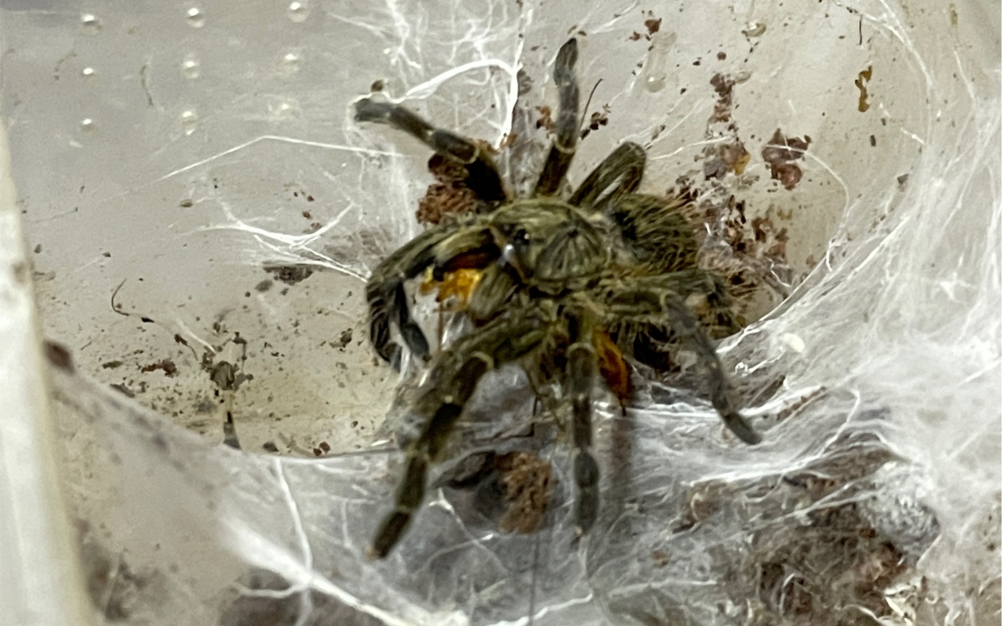 小斜角巴布喂食视频