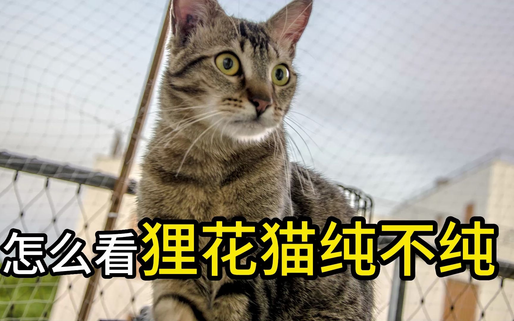 [图]看哪里能看出狸花猫是不是纯种，,主要看这四点