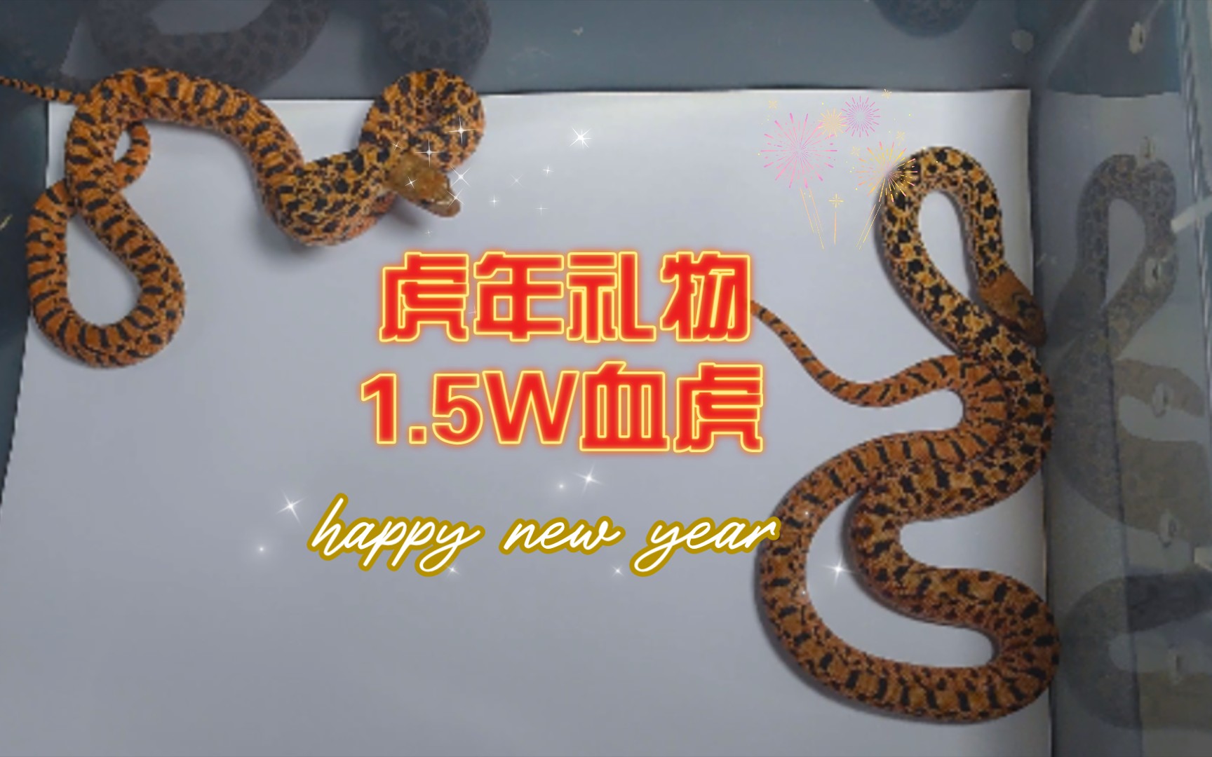 虎年送自己一对1.5w血虎牛蛇_哔哩哔哩_bilibili