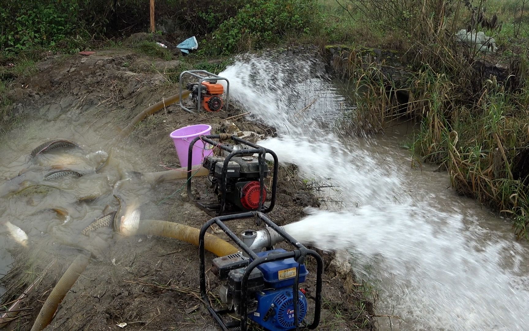3年没干过的鱼塘,估价300元买下里面的鱼,抽水干塘看看值不值