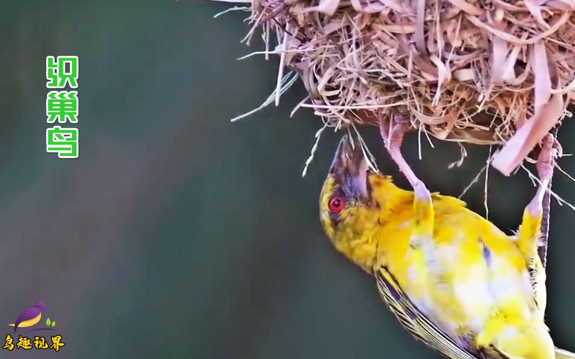 织巢鸟筑巢,让你感受鸟儿的天赋技能哔哩哔哩bilibili