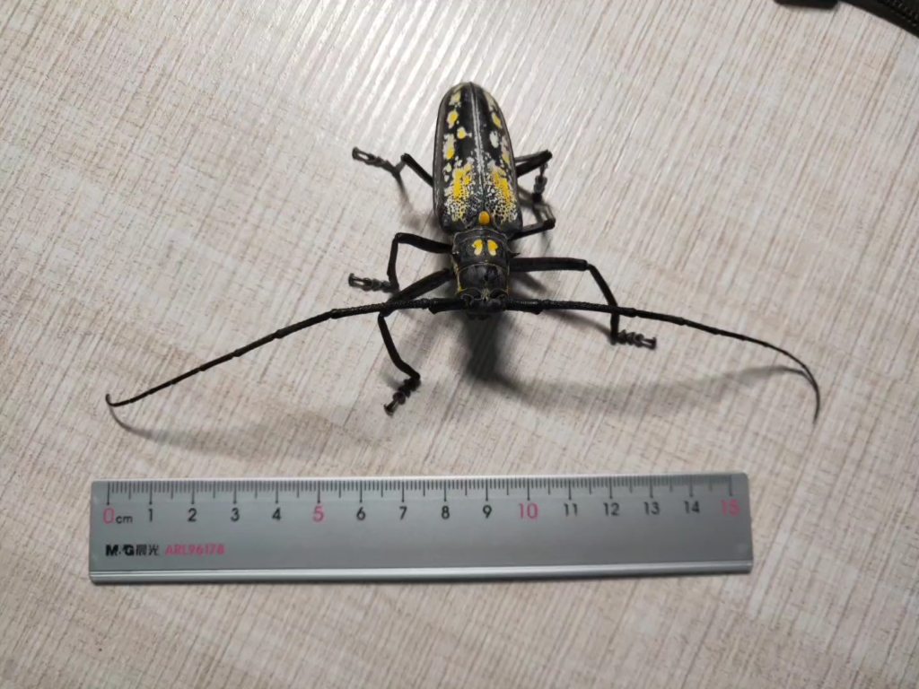 超大滴云斑白条天牛