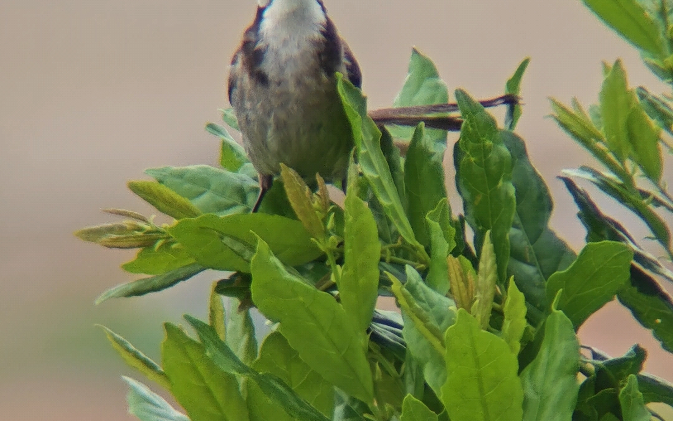 梧桐山鳥類精靈紅耳鵯鳥叫聲在隔空對話欣賞