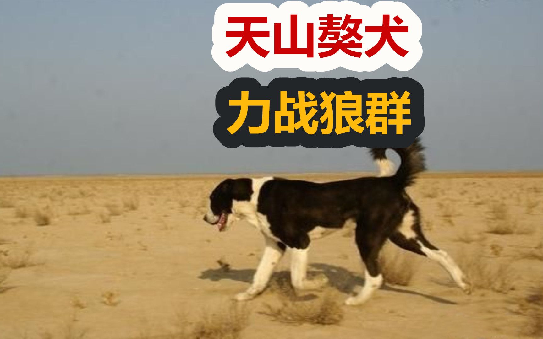 新疆巨型猛犬,天山獒犬又名哈萨克牧羊犬,能打退狼群哔哩哔哩bilibili