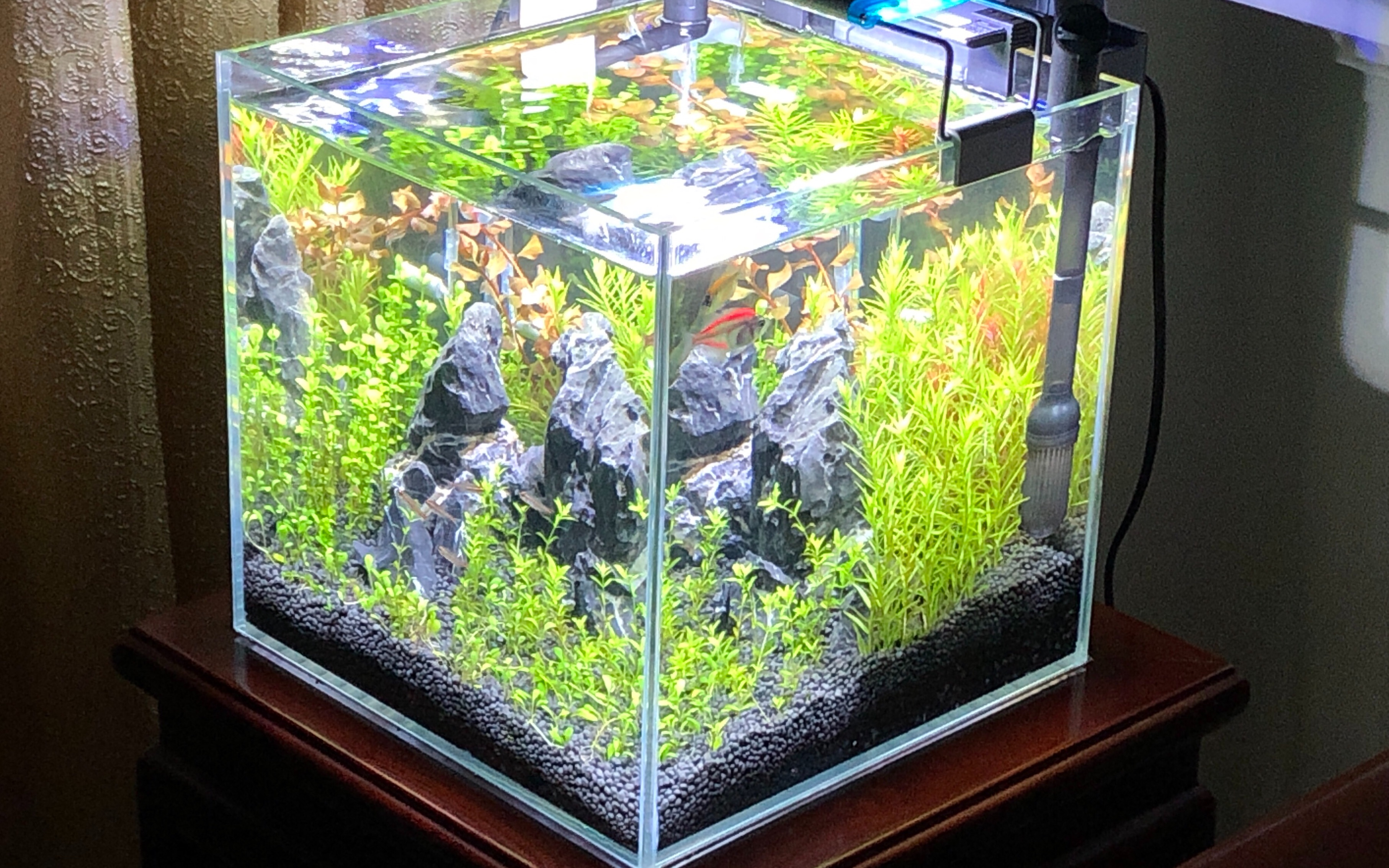 25方缸新手开缸第四天