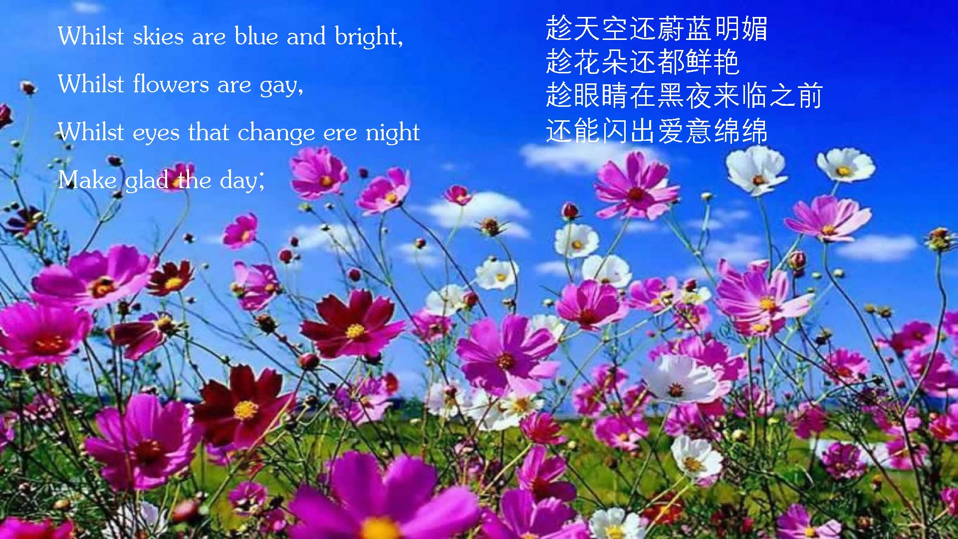 [图]浪漫至死的诗人雪莱经典：今日还微笑的花朵（The Flower that Smiles Today，中英字幕）