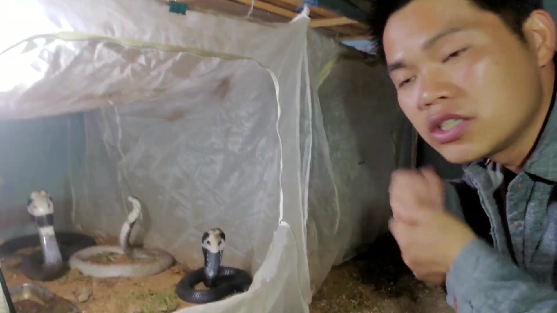 眼镜蛇喷毒喷到眼睛里怎么办小蛇哥亲自讲解处理方式