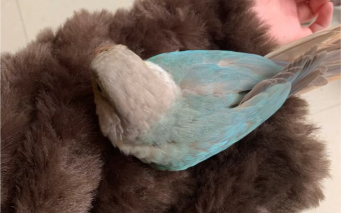 蓝化凤梨的羽毛好仙啊