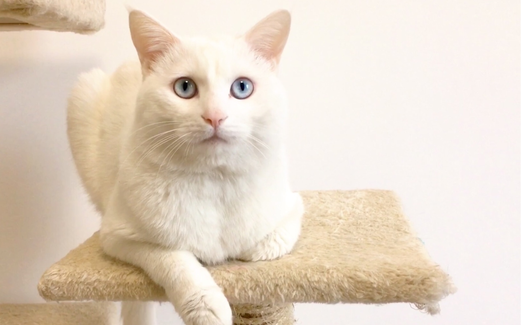 蓝眼白猫好清秀而且不耳聋哦