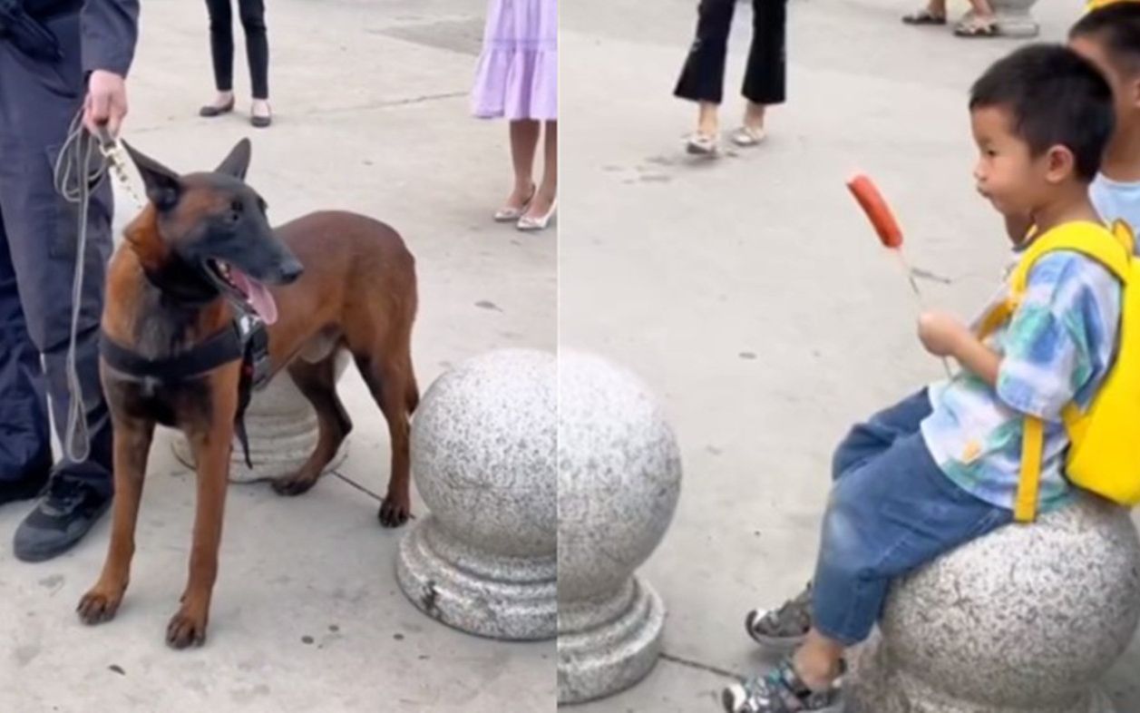 [图]警犬被小朋友的烤肠诱惑，护学时口水狂留，训导员太有爱