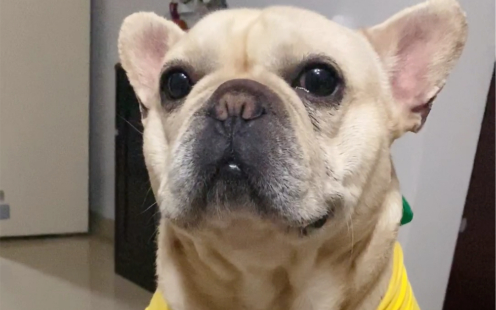 【臭屁法斗boss】是什么令猛男落泪变成小哭包