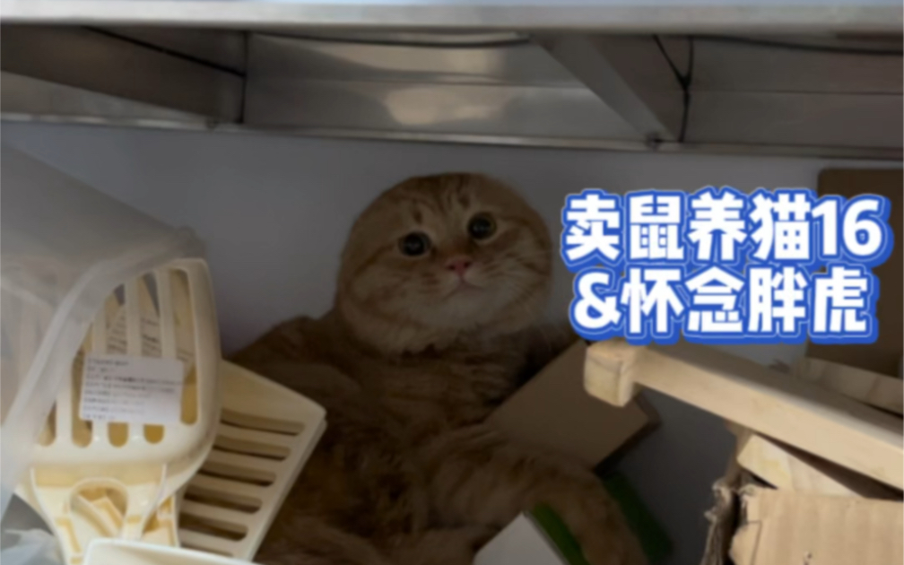 缅怀胖虎缅怀猪哥哔哩哔哩bilibili