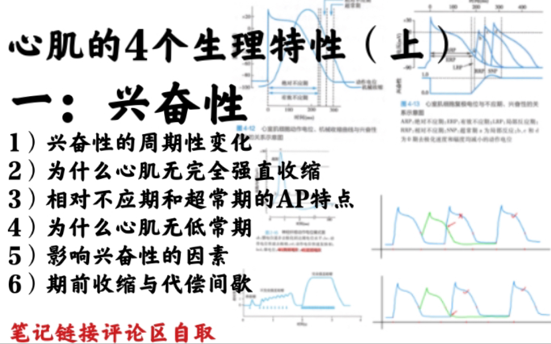 生理学心肌的4个生理特性(上):兴奋性哔哩哔哩bilibili