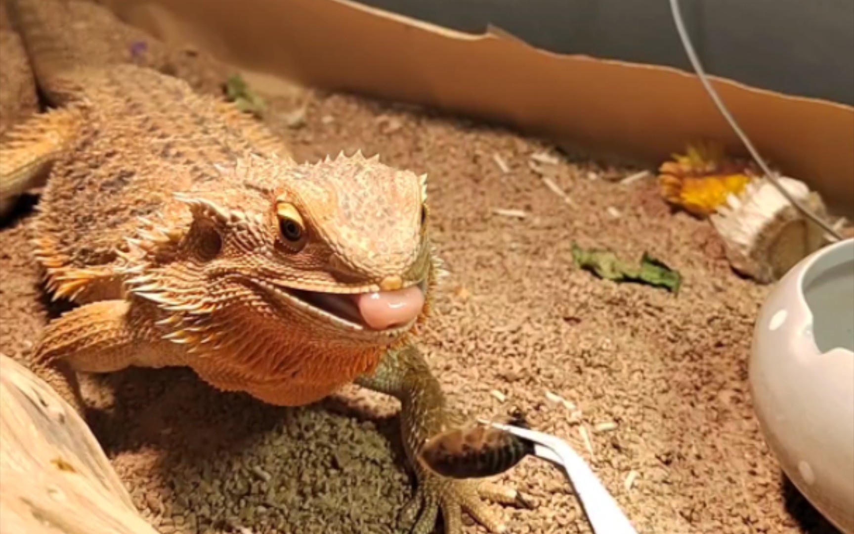 【鬃狮蜥】看到虫就跑过来了,你什么时候吃蔬菜能这样积极