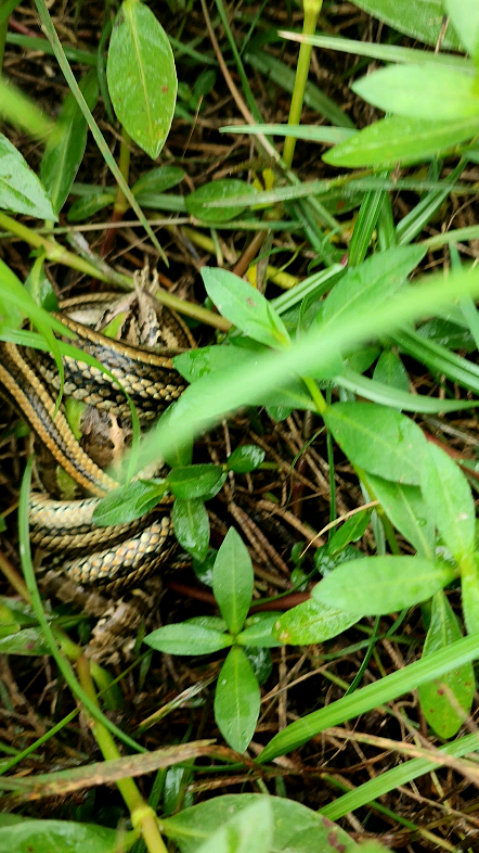 在进食的红纹滞卵蛇(只是拍摄,没有打扰)_哔哩哔哩_bilibili