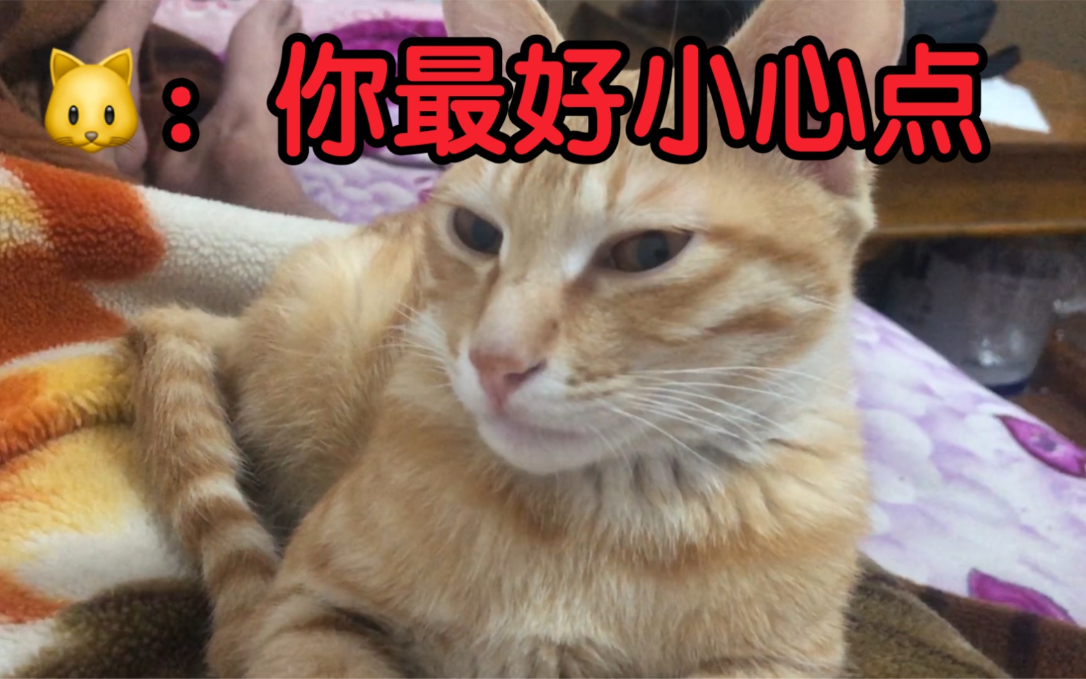 [图]完了 被捡来的小猫咪盯上了 咋办？？？