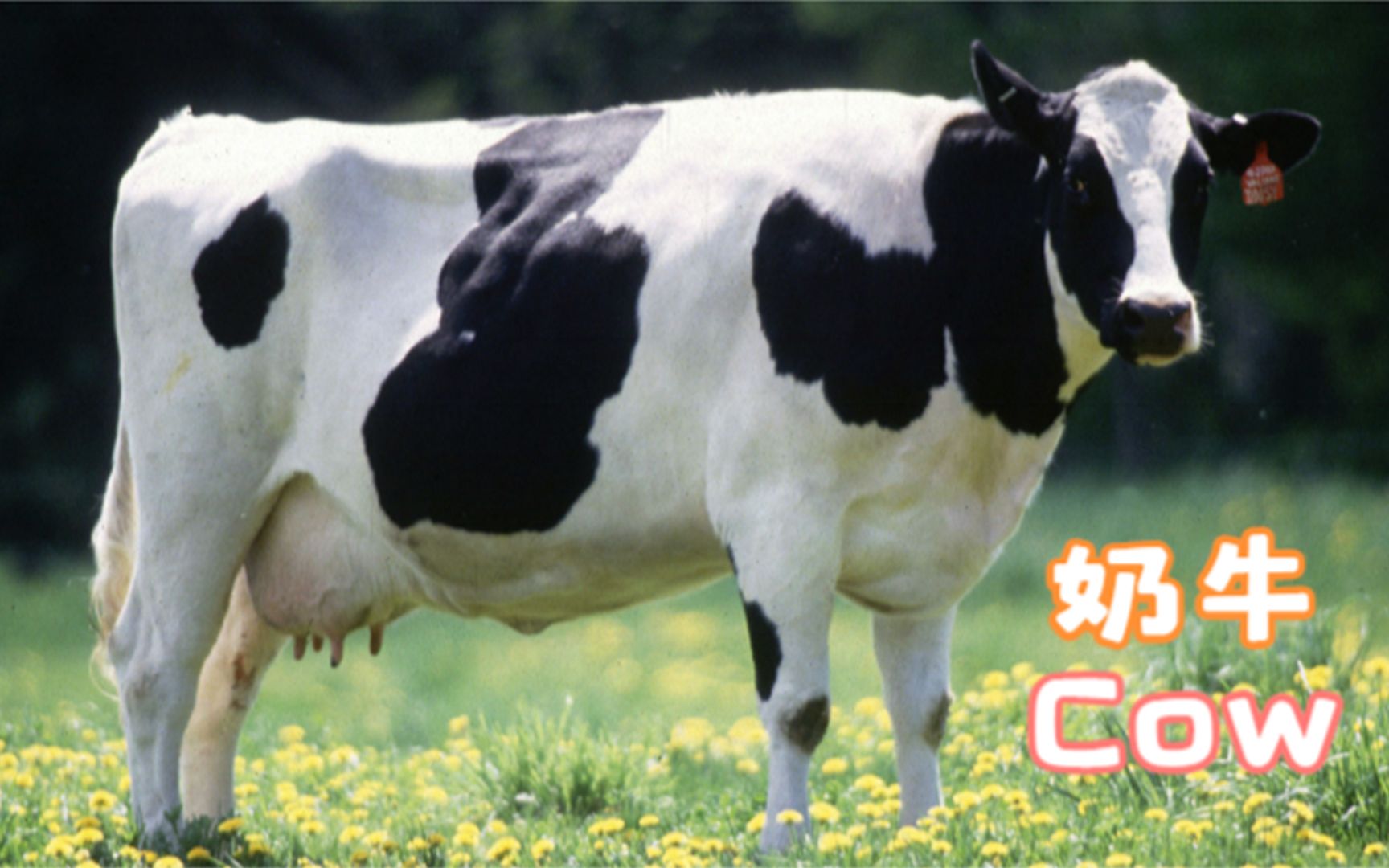 【英语沉浸绘画】答案揭晓:奶牛 cow #加拿大农场哔哩哔哩bilibili