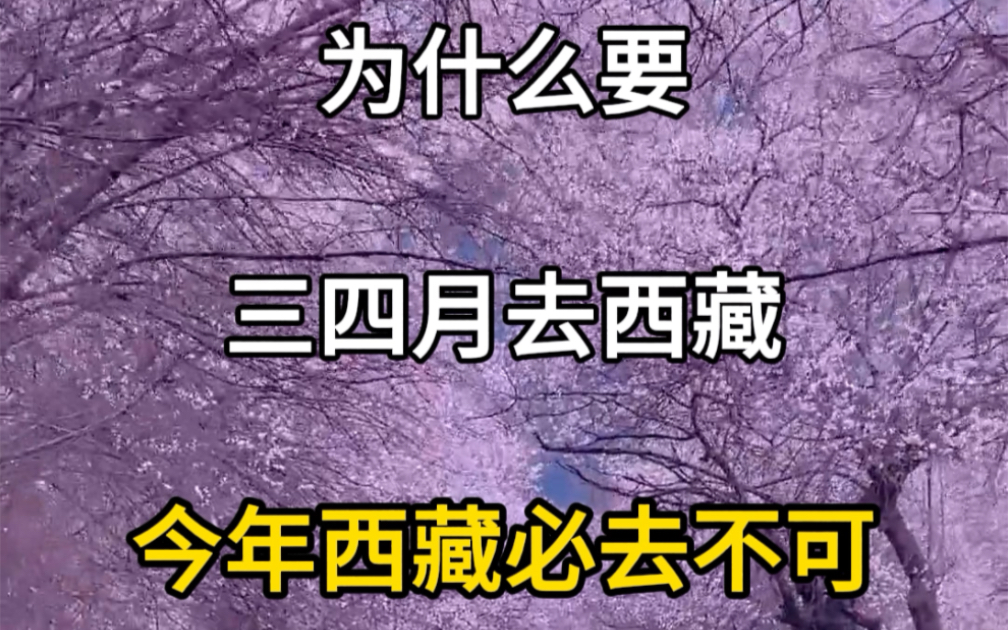 为什么三四月去西藏是最明智的选择,西藏旅游攻略,一起去西藏林芝看桃花.#旅行大玩家 #旅行推荐官 #旅游攻略 #林芝春日美景图 #西藏旅游哔哩哔哩...