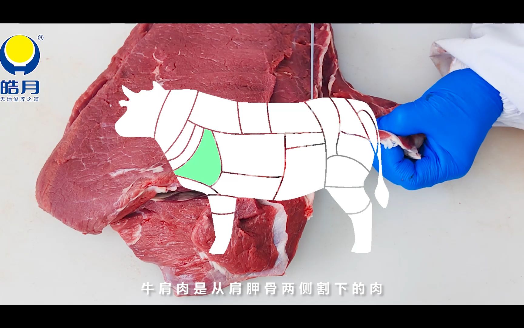 《皓月牛肉百科》来了,第二期:皓月部位肉02——牛肩肉哔哩哔哩bilibili