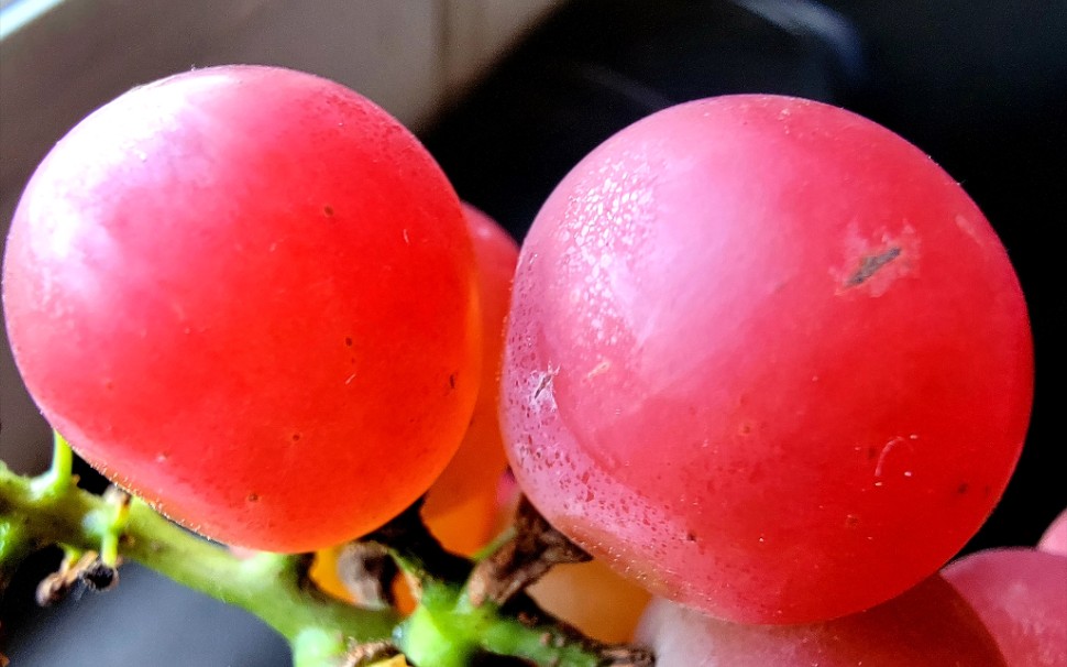 我向洗脚水里投了三颗葡萄