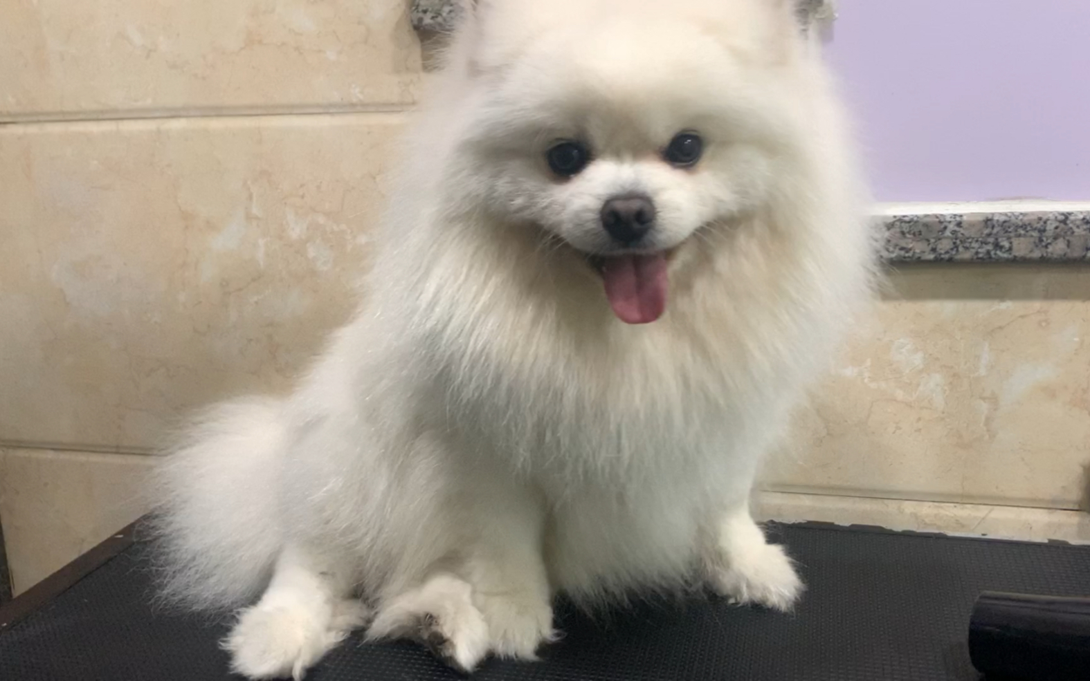 爆毛博美 这手感绝了