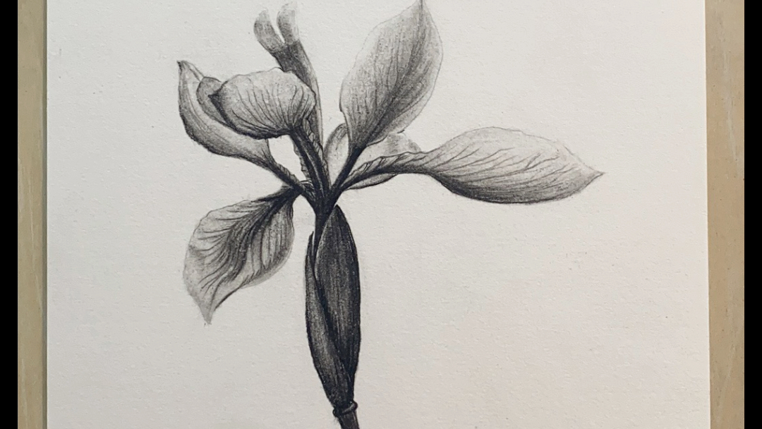 素描学习,鸢尾花.涨知识啦,又认识了一种花.