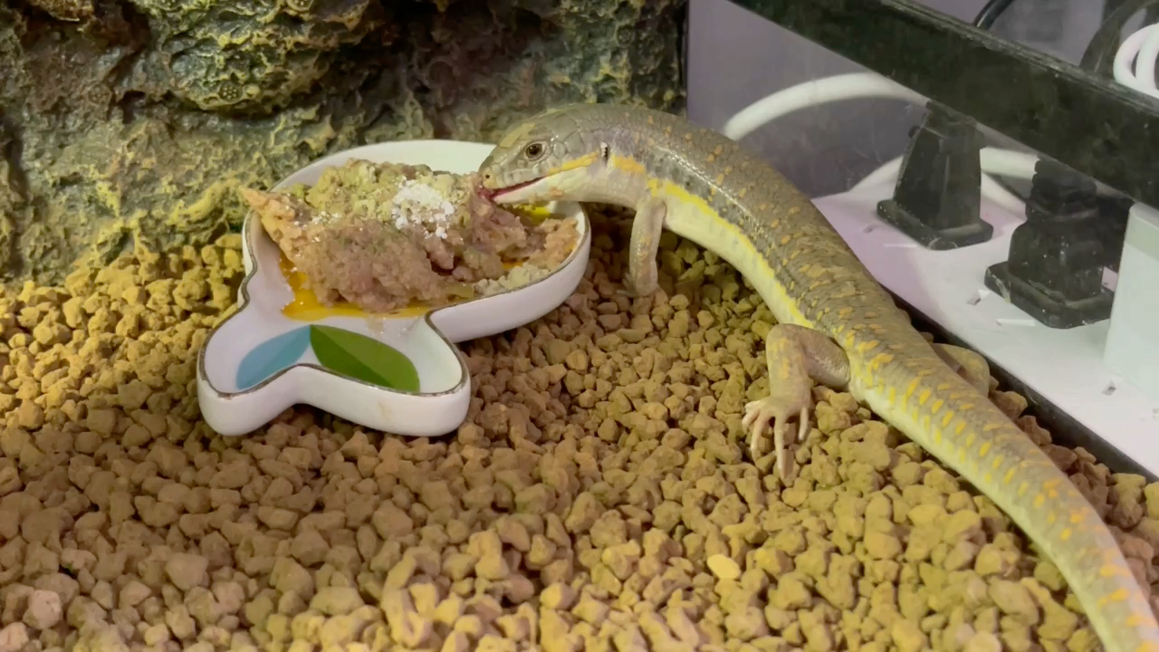 橙点石龙子的干饭日常