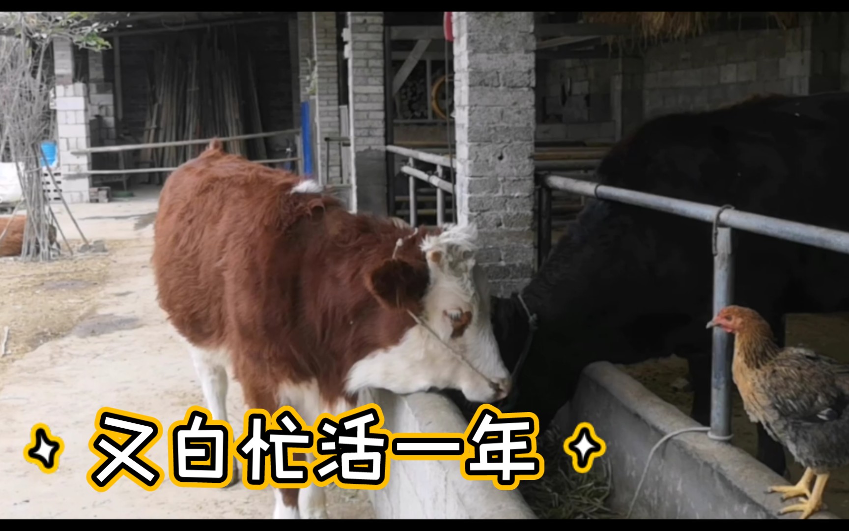 牛什么育都育不肥,今年又白忙活一年