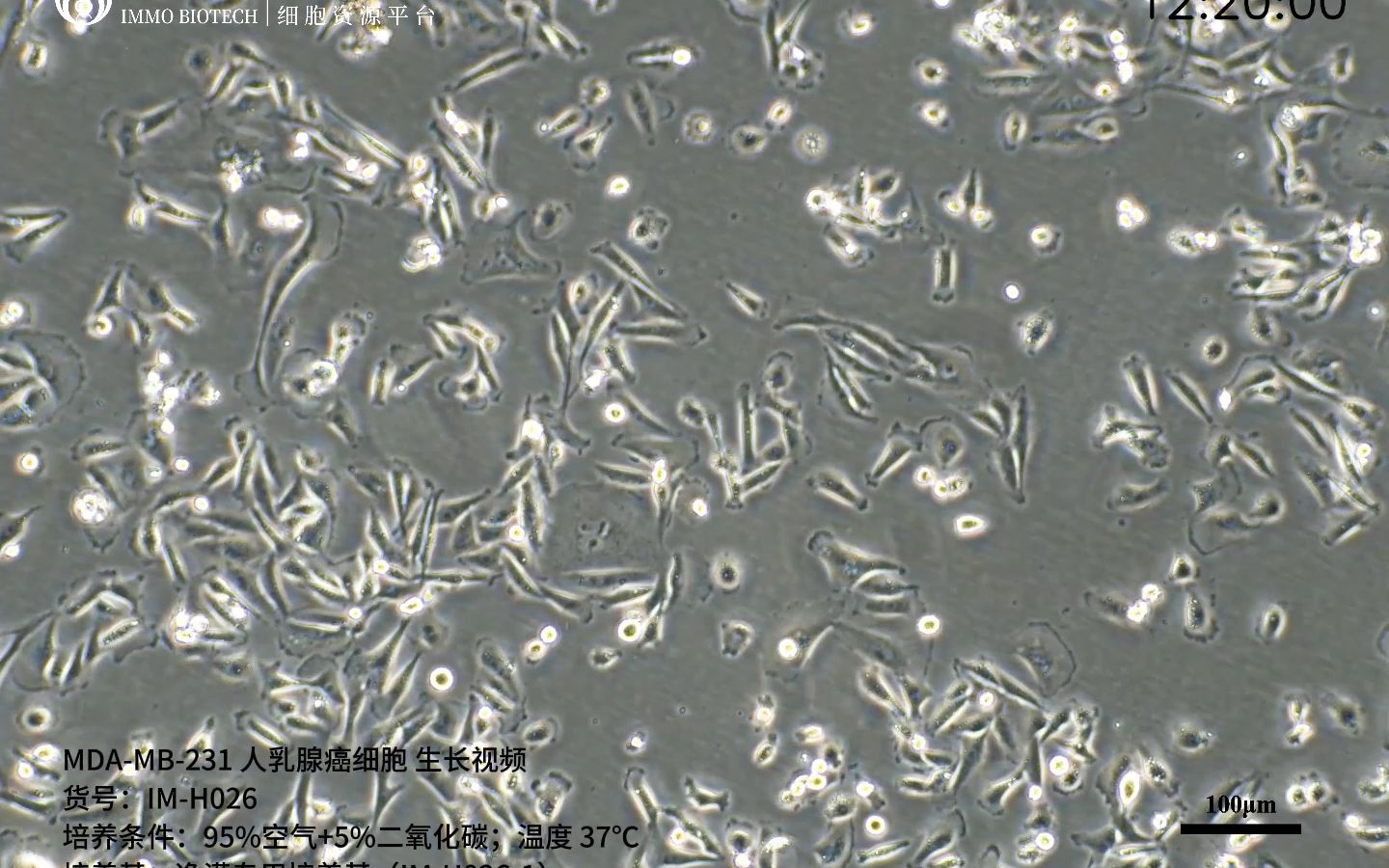 逸漠生物MDAMB231人乳腺癌细胞生长记录哔哩哔哩bilibili