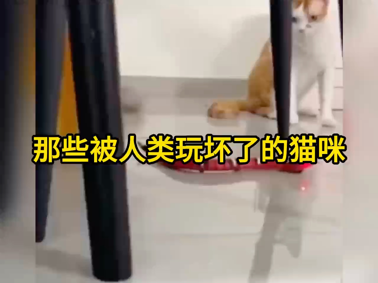 [图]那些被人类玩坏了的猫咪。最后一个太搞笑了。