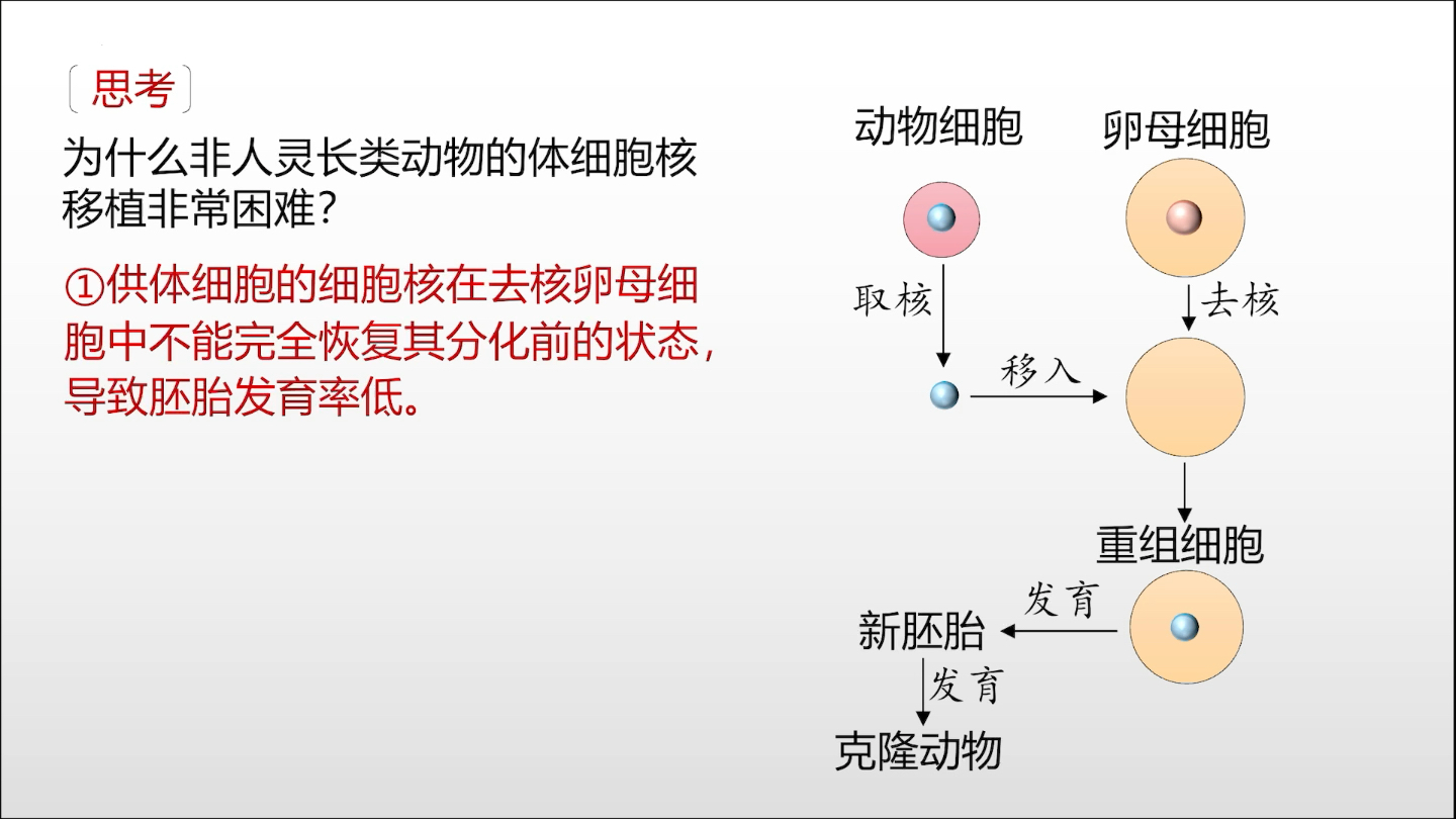 动物体细胞核移植与克隆动物哔哩哔哩bilibili