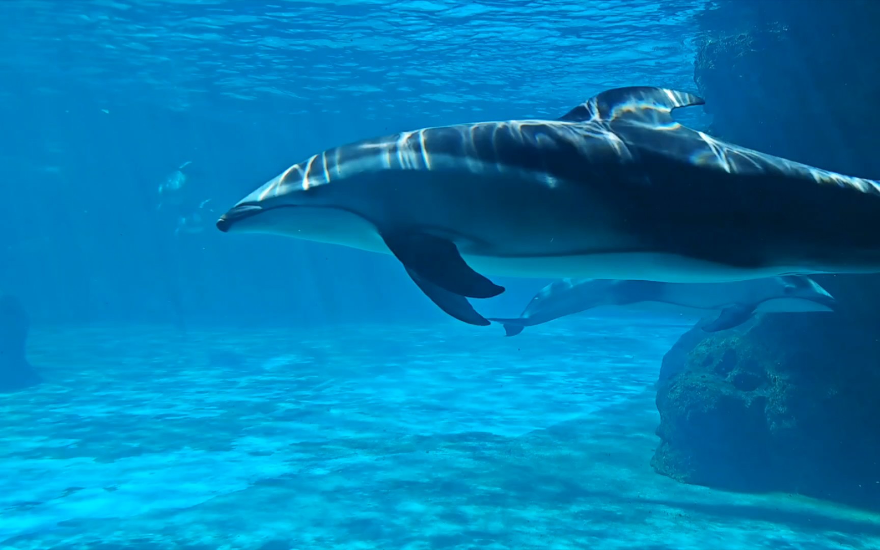 珠海长隆,玩耍的太平洋白边海豚