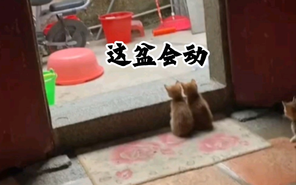 [图]猫猫脑容量不大，一点小事就能震惊猫猫一整年！