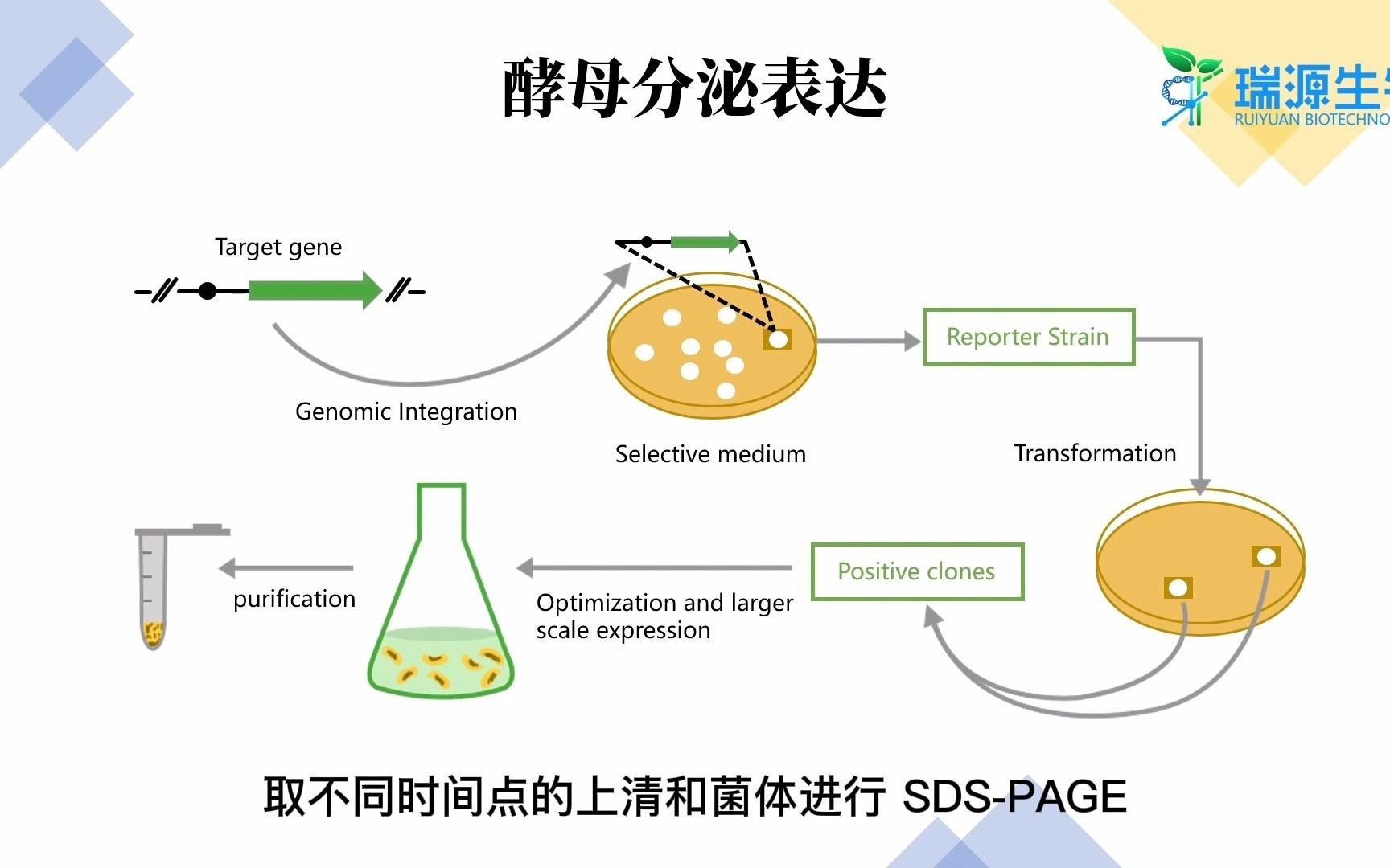 酵母分泌表达原理酵母表达系统真核表达系统瑞源生物哔哩哔哩bilibili