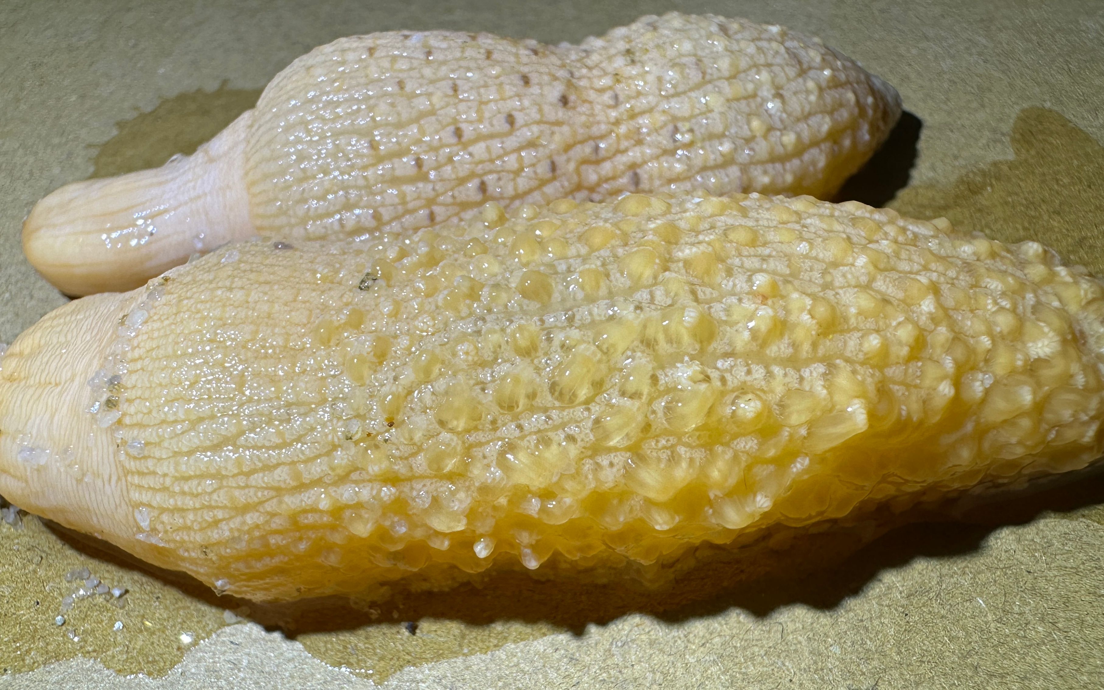 海玉米百科图片