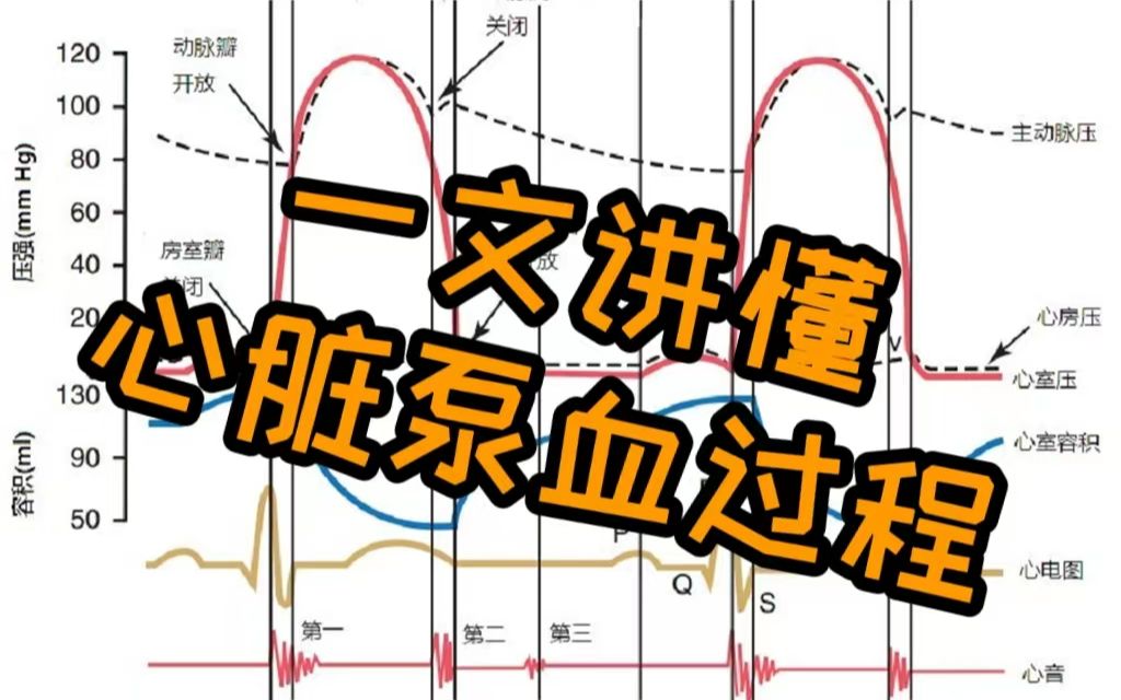 一文讲懂心脏泵血过程|体育考研运动生理学哔哩哔哩bilibili