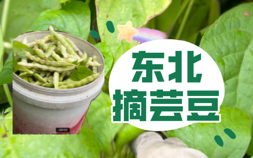 俺们这管豆角叫“芸豆”,俺们这的品种叫“老来少”芸豆.哔哩哔哩bilibili