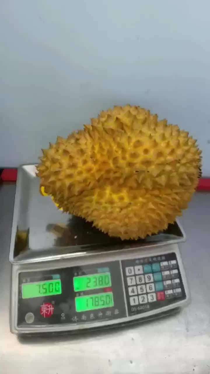 金枕留榴莲盲盒开箱