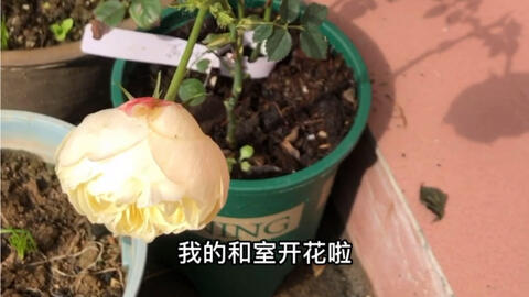 今年春天的加百列和室月季 哔哩哔哩