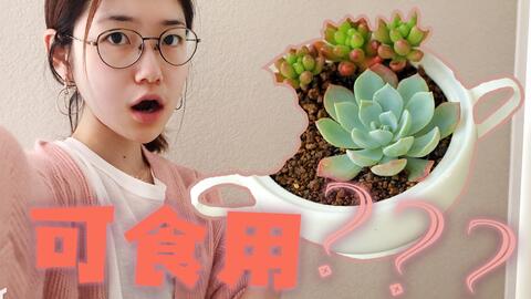 可食用多肉盆栽 是的我是一个美食up 哔哩哔哩 可食用多肉盆栽 是的我是一个美食up 哔哩哔哩
