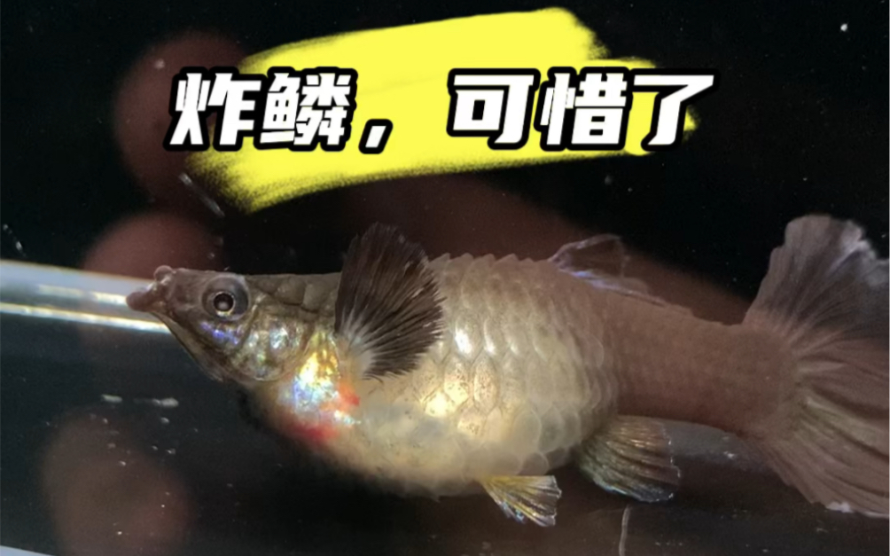 孔雀鱼炸鳞几乎等于报废,没有什么好办法治疗,如果你有,可以交流一下