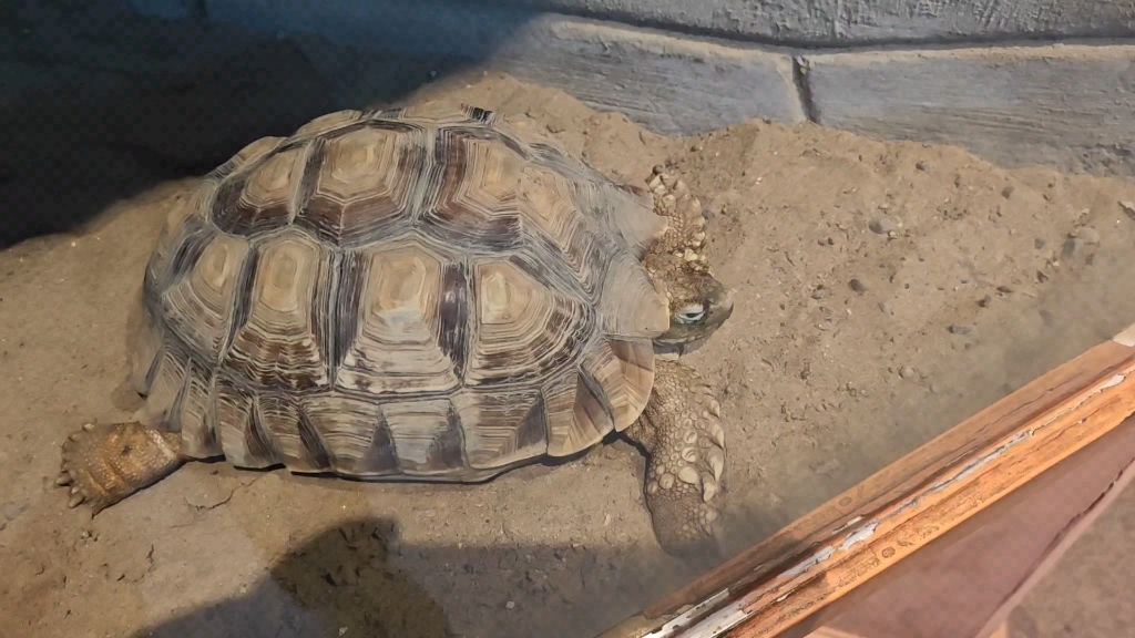 北京动物园科普馆的小苏卡达陆龟